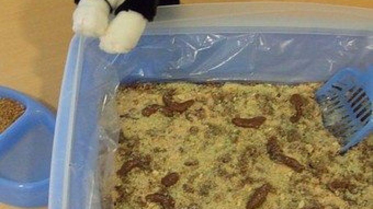 cat poop cake