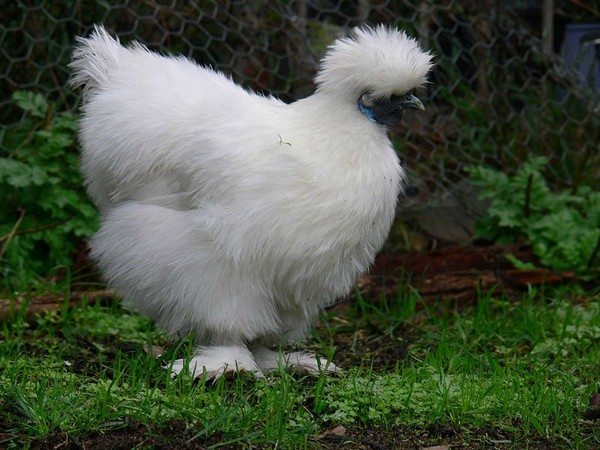 800px-Silky_bantam