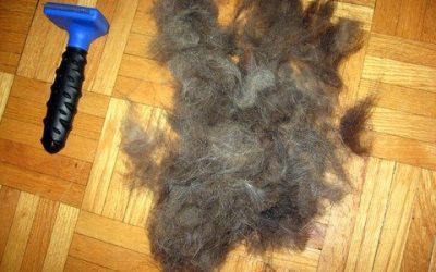 Thursday’s Thingamajig: the FURminator