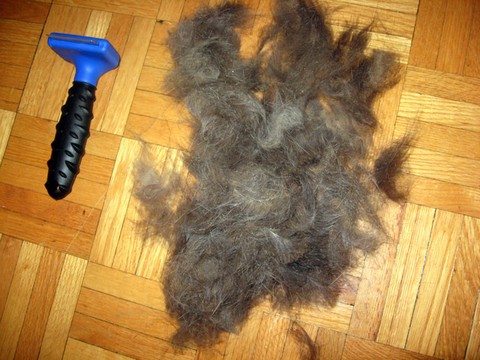 Thursday’s Thingamajig: the FURminator