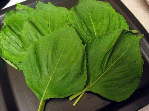 Sesame Leaves