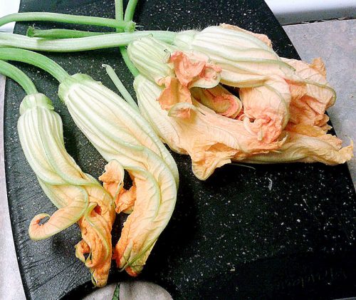 zucchini blossom 02