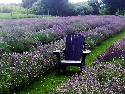 lavender fields 1
