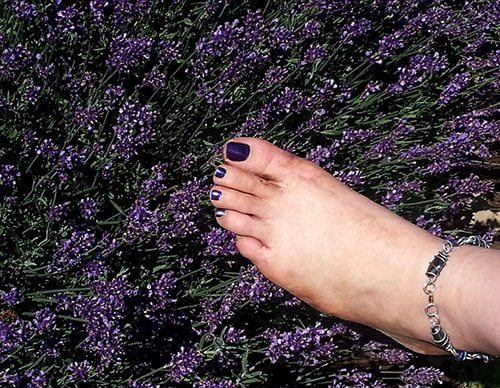 lavender fields 2
