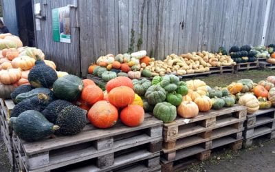 Pick your own Squash in the Pumpkin Patch at La Courgerie