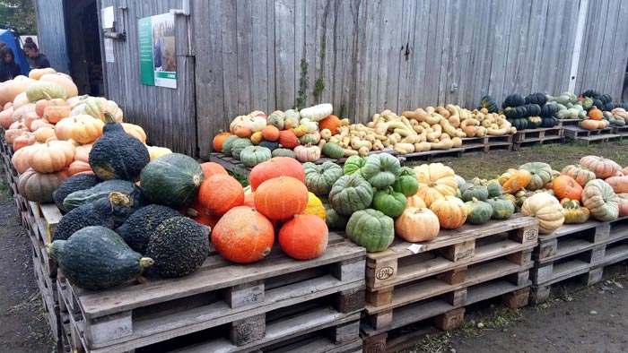 Pick your own Squash in the Pumpkin Patch at La Courgerie