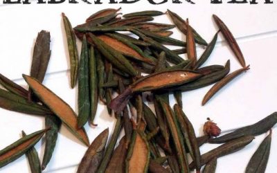 Labrador Tea