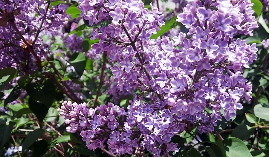 Lilac Blueberry Cheesecake lilac tree