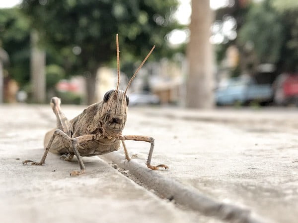 Cricket Cricket