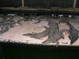crocodile farm
