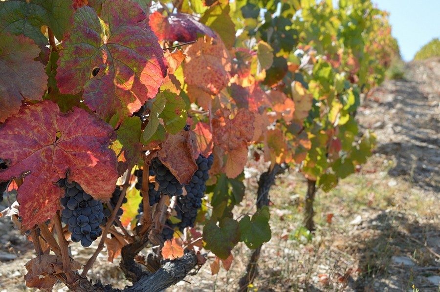 Douro Valley fall colours. Image by Julie Dawn Fox in Portugal