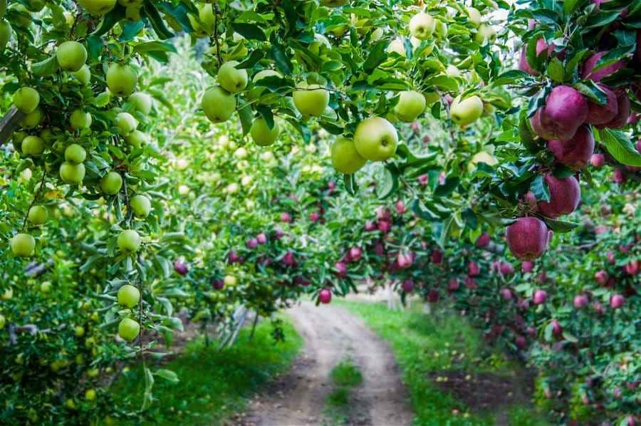 rganic Washington apples