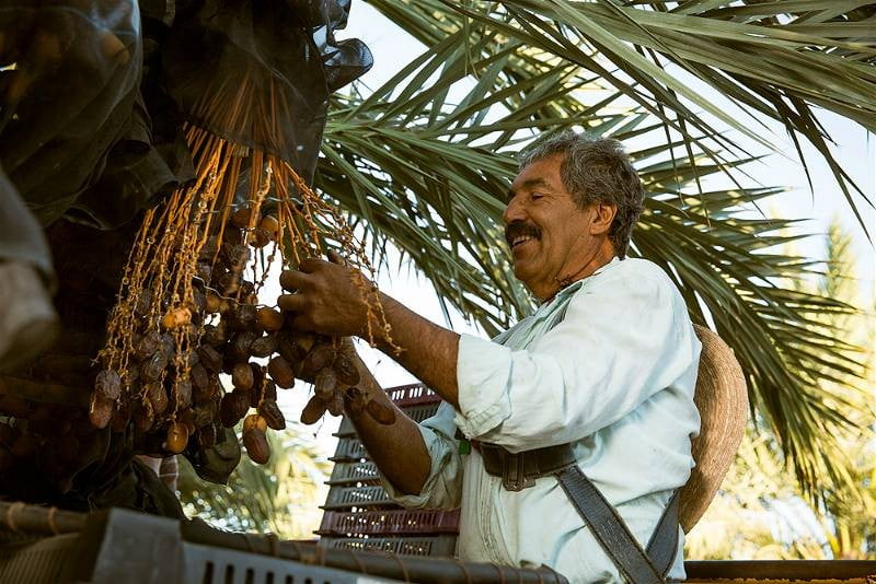 Natural Delights Medjool date harvest