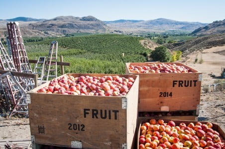 Organic Washington apples